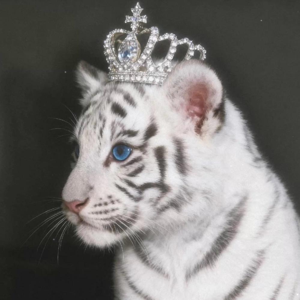 天真剑齿虎（治愈版