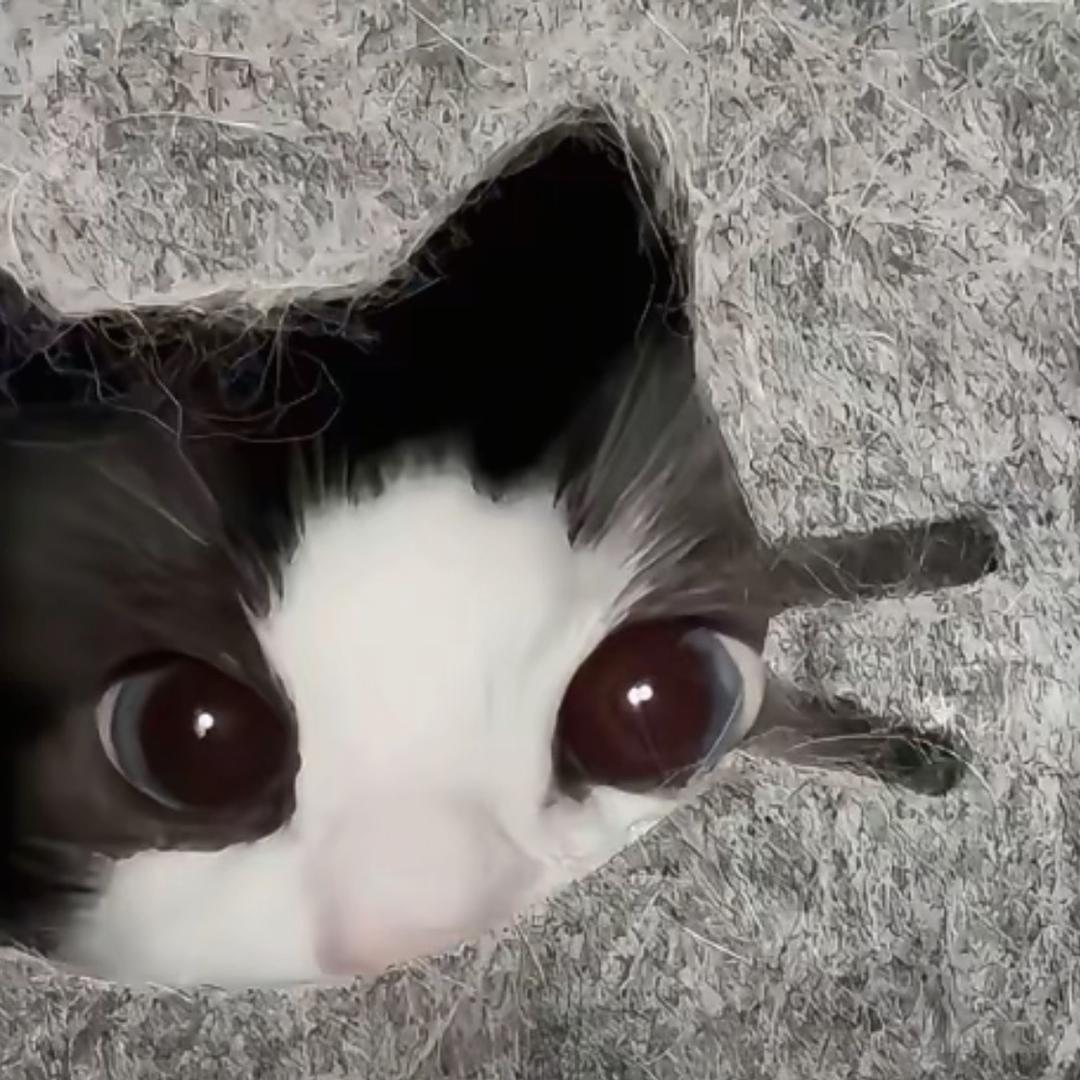 泡馍.