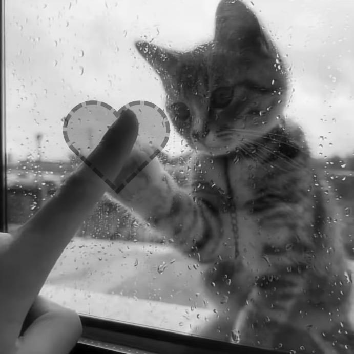 猫什么猫·