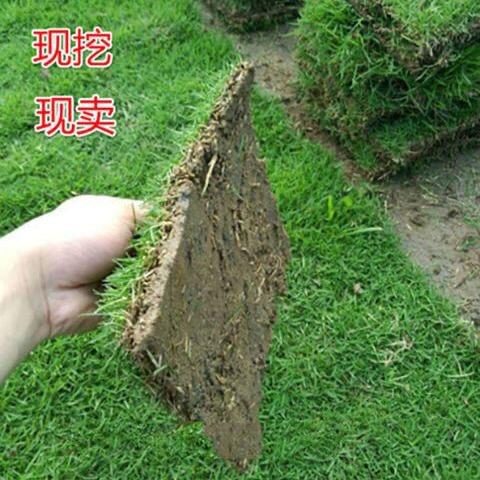 冷香阁草坪基地