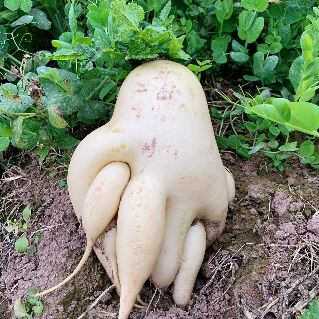 三毛蔬菜水果代收批发