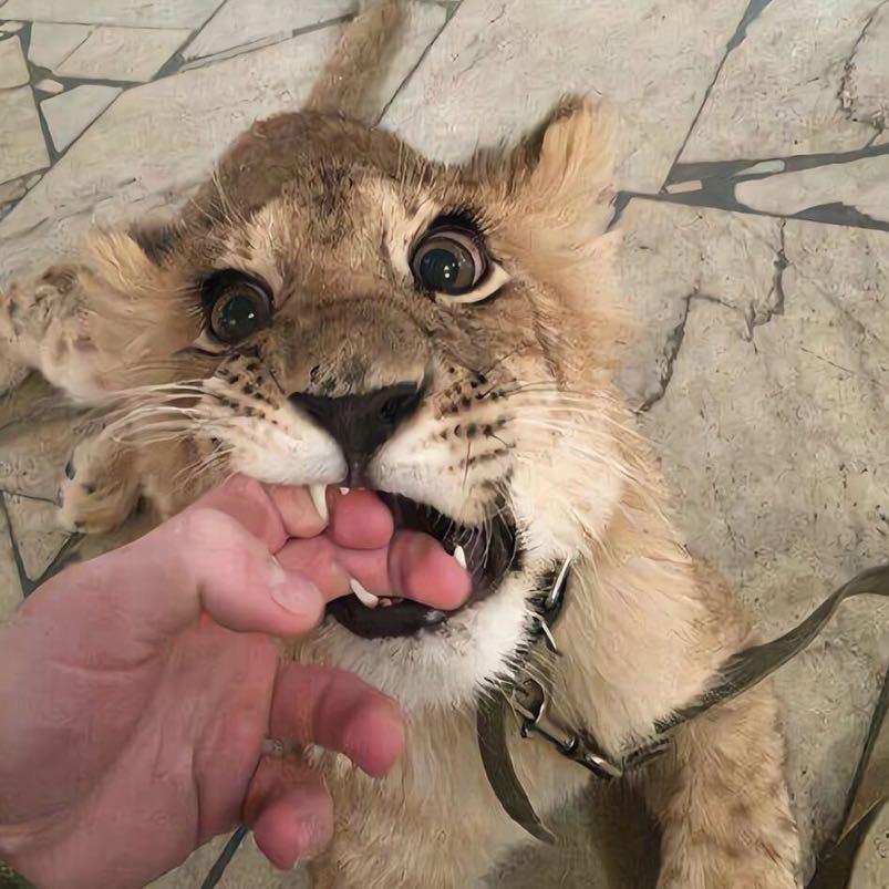 爆炒小香猪
