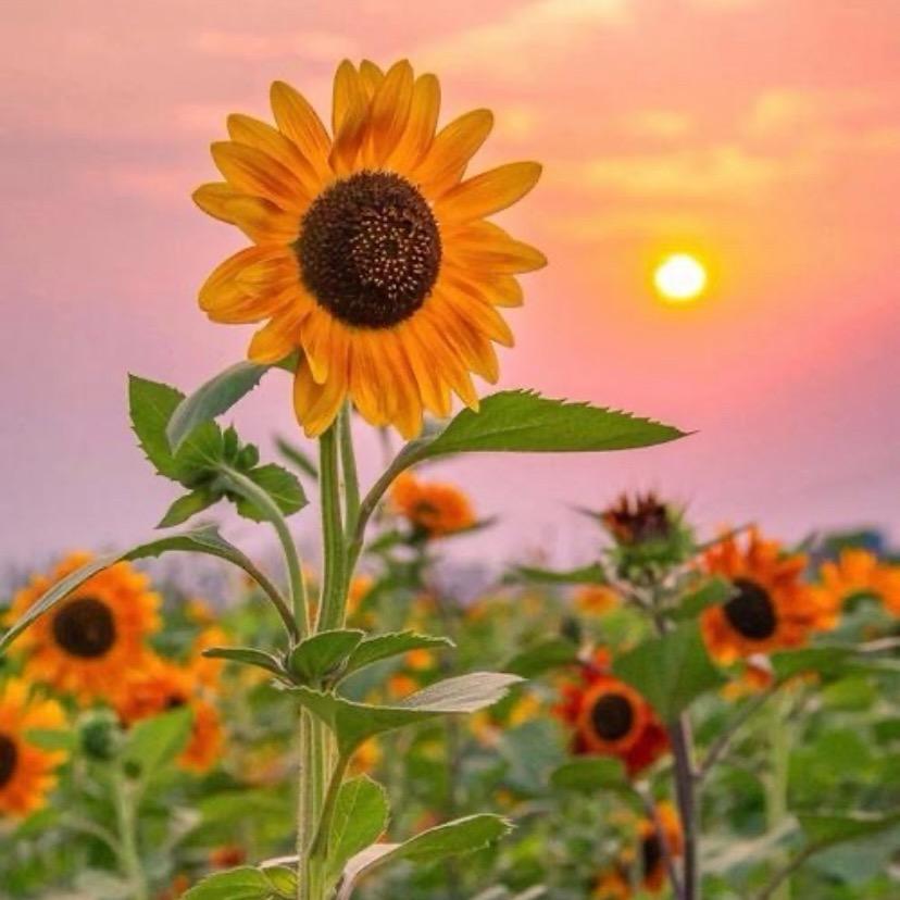 暖阳🌻