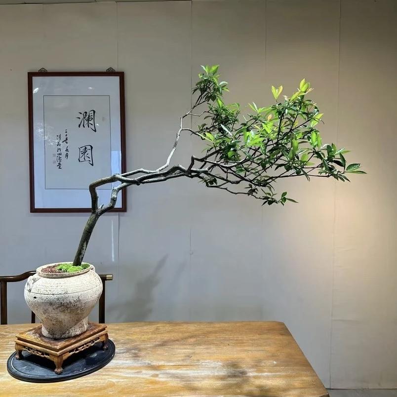 春花秋果