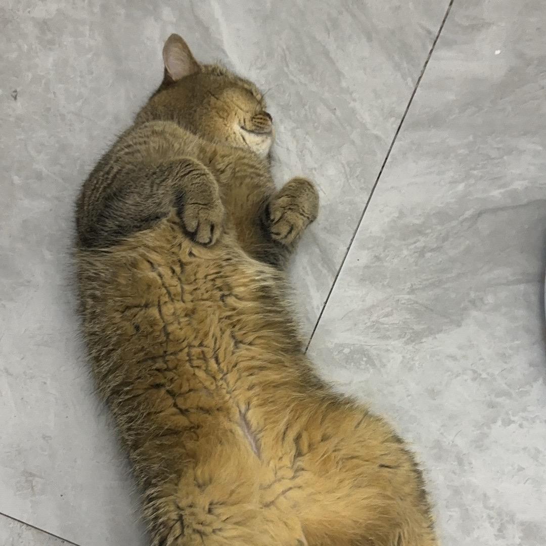 决不妥协的大嘴