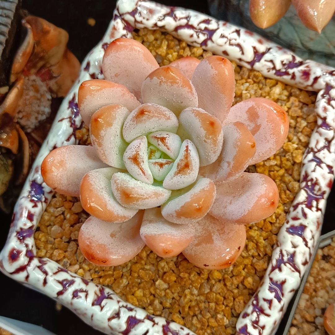 云媚多肉园艺