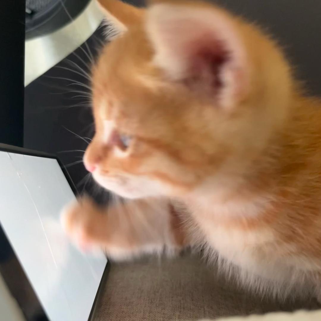 我叫猫菠萝🍍