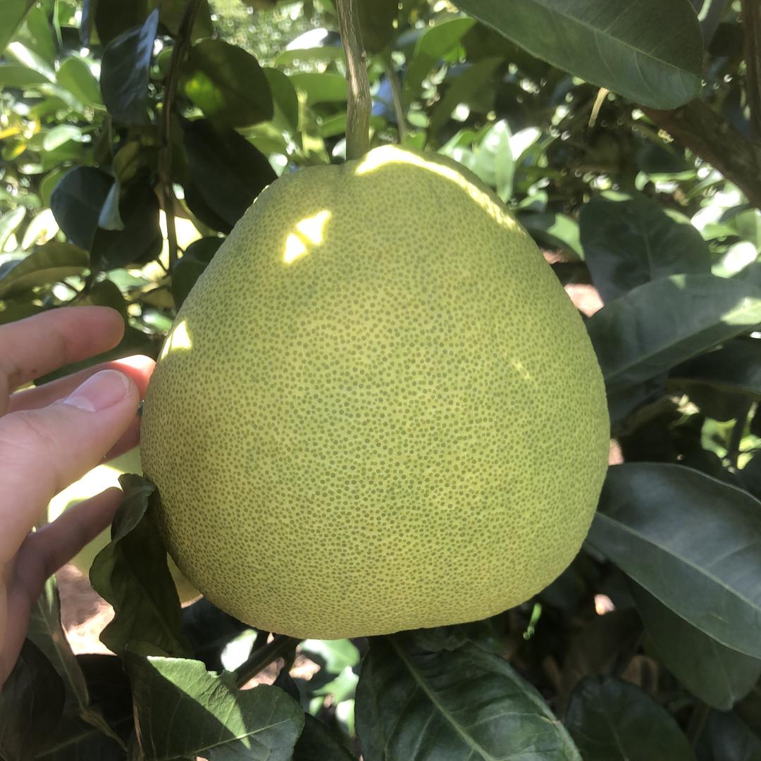 爷爷家的文旦柚