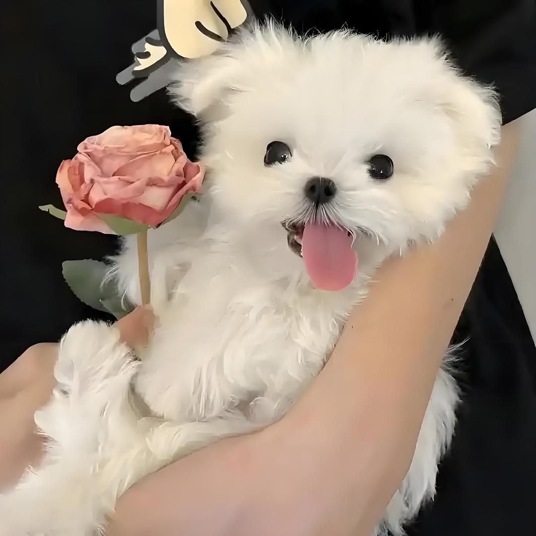 嗅嗅