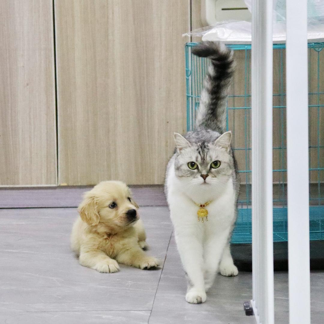 叫叫不爱叫（猫狗双全版！）