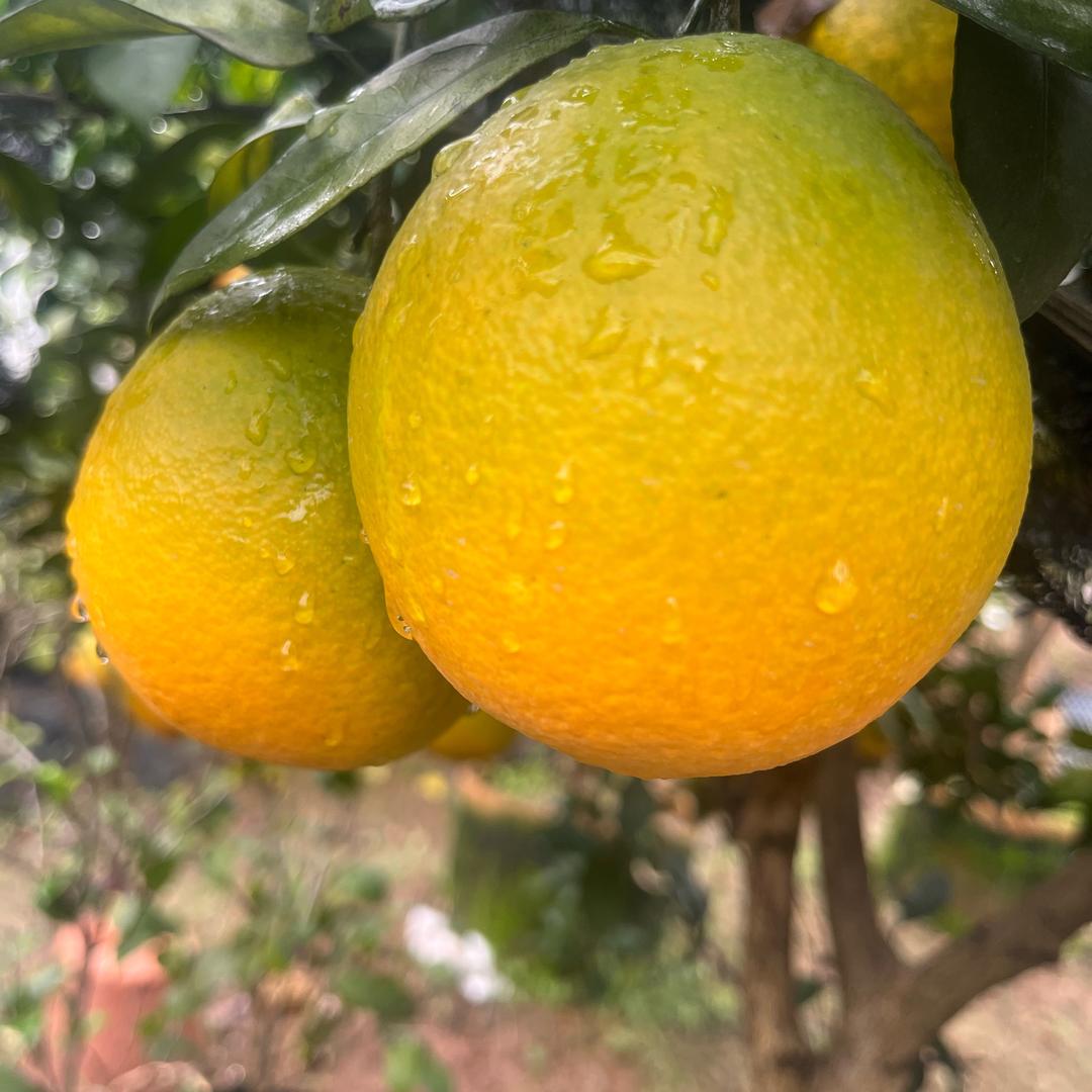 沧海一粟（小郭桔柚盆景园）