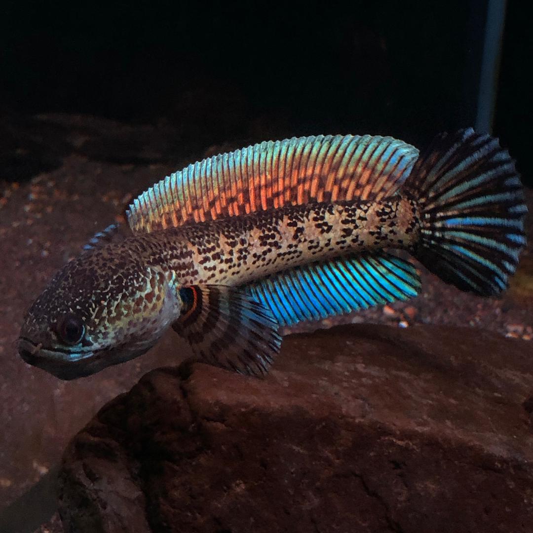 954