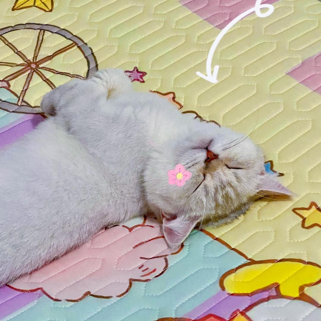 摆烂小鱼头
