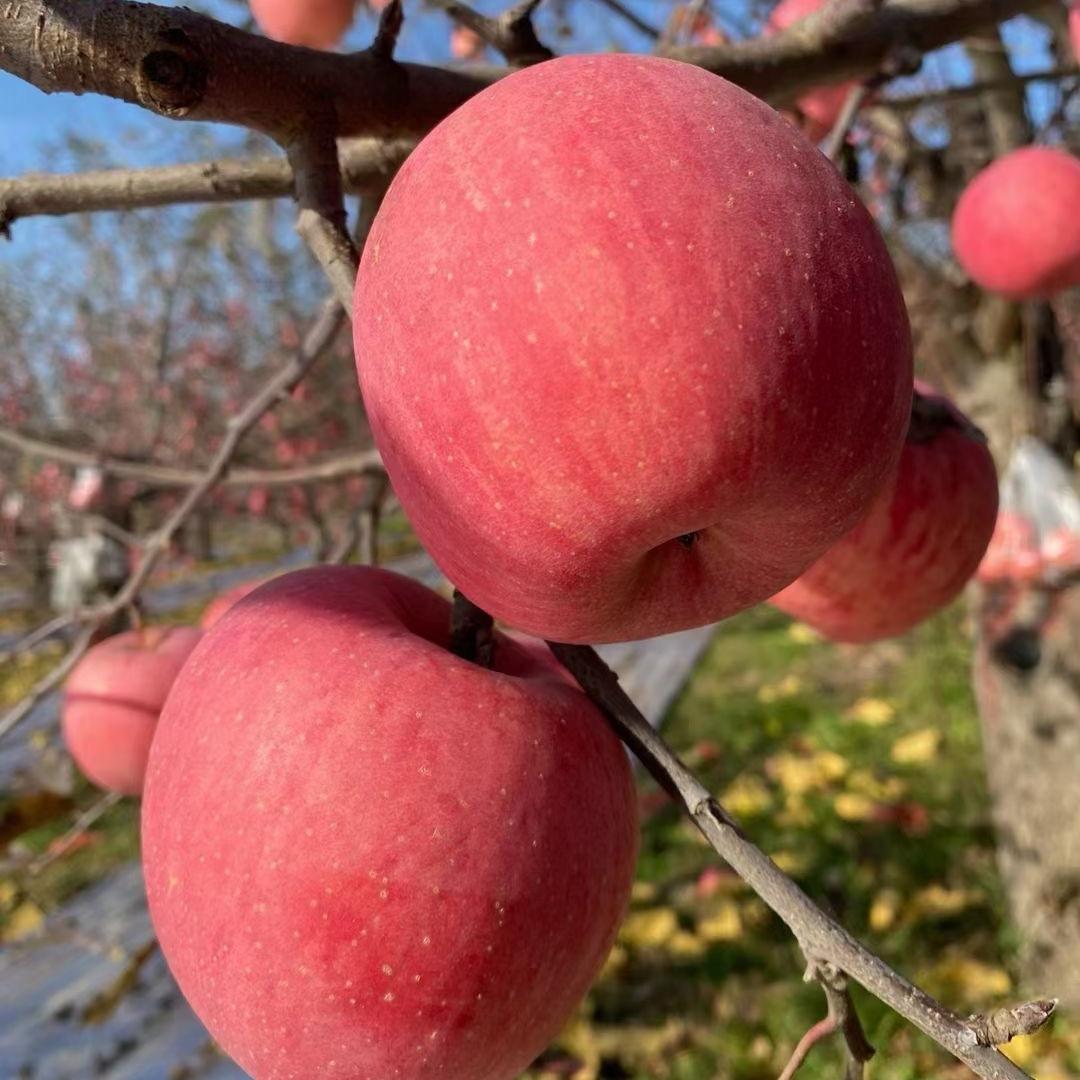 合作共赢-苹果产地代收🍎