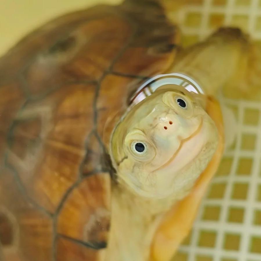 珍珍养龟