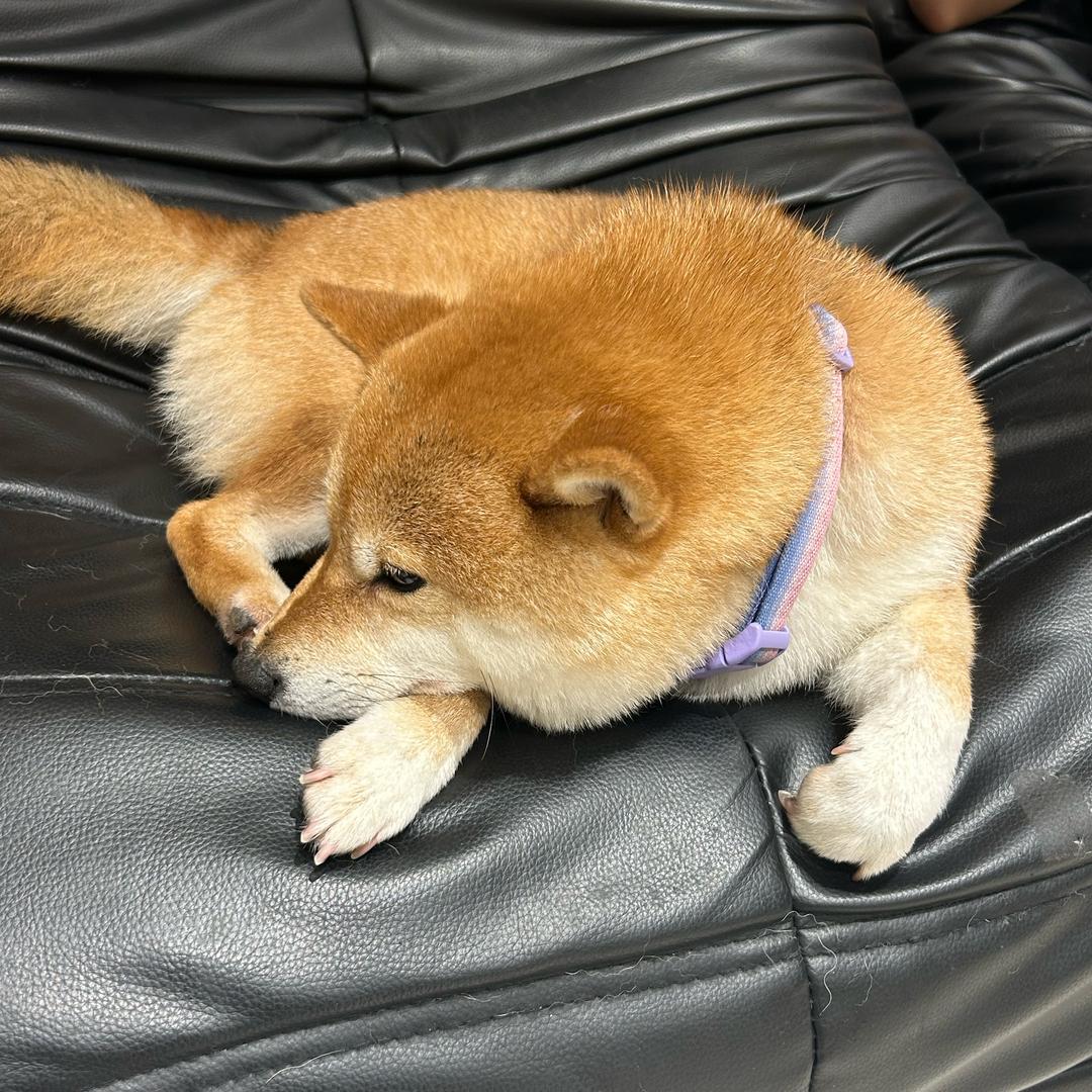 （精致版）