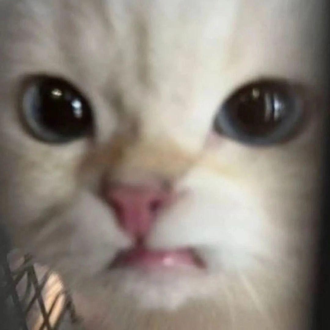 犬齿