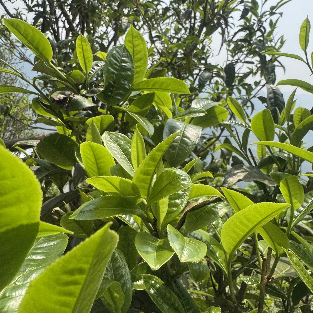 聚鑫茶叶
