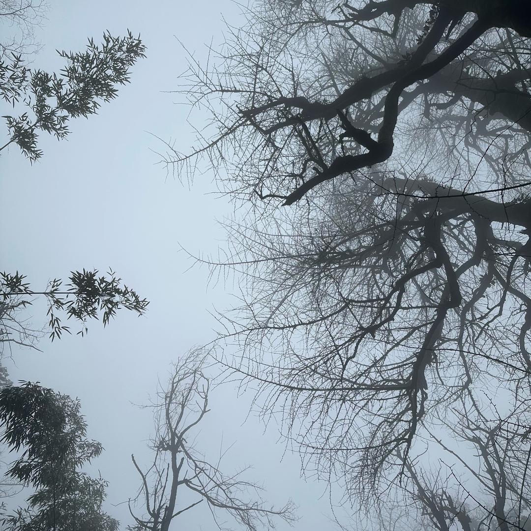 默篱心中的可依