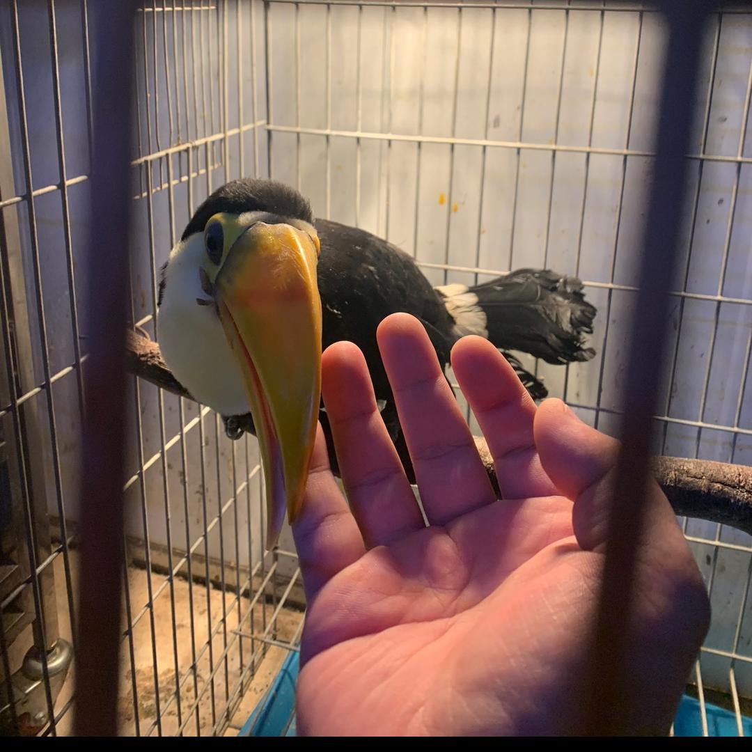 鹦小鹉