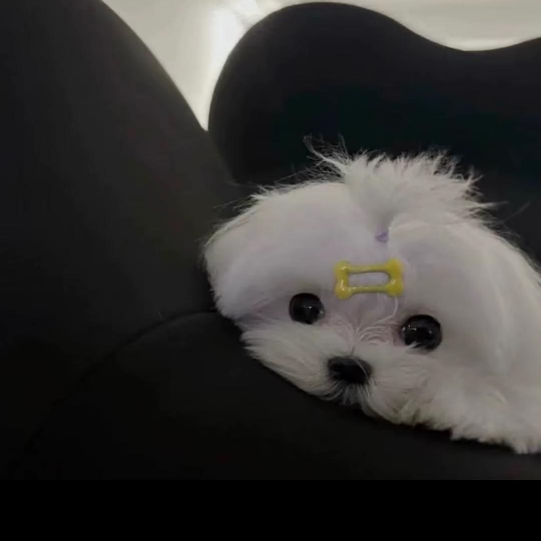 出了名的乖