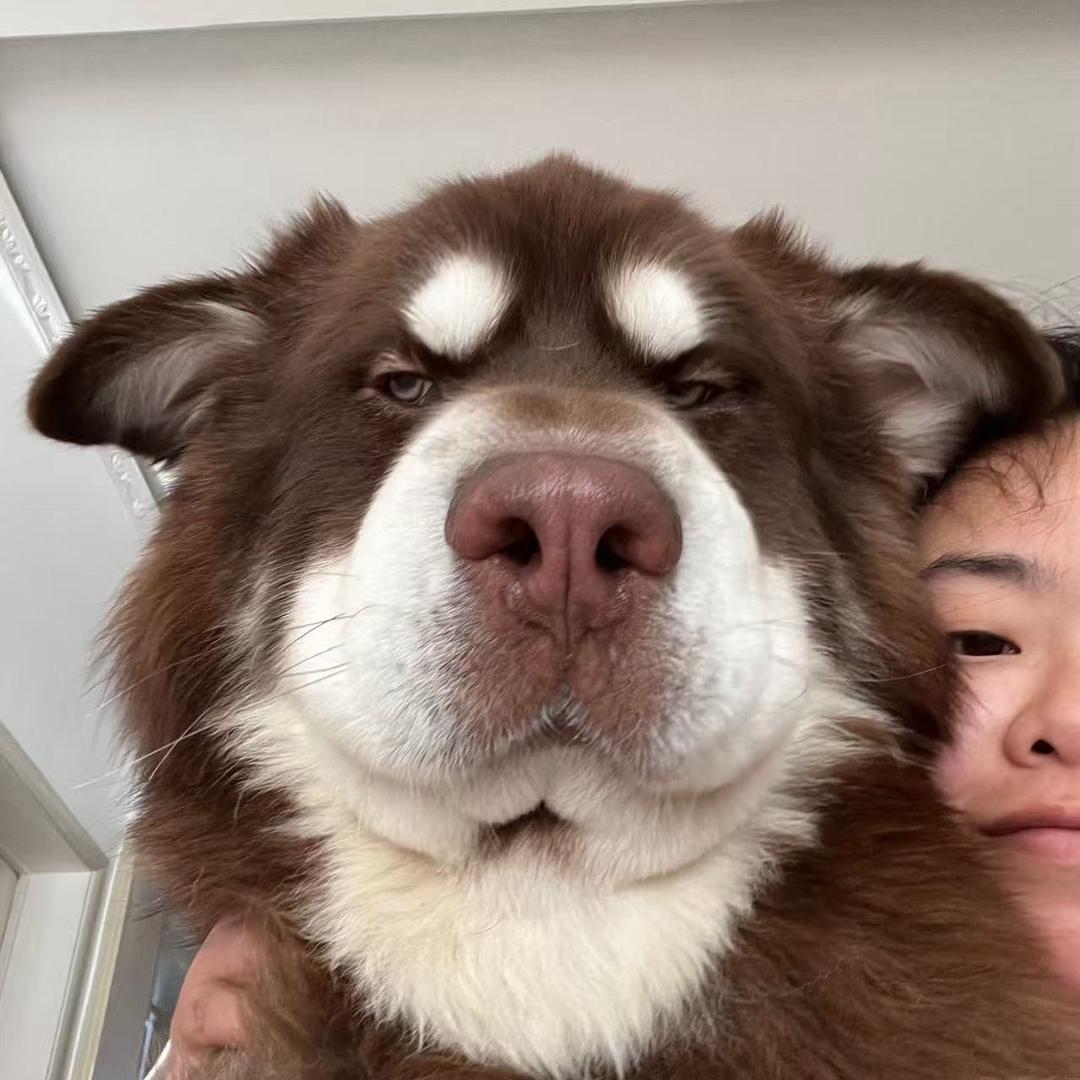 家财是只阿拉猪