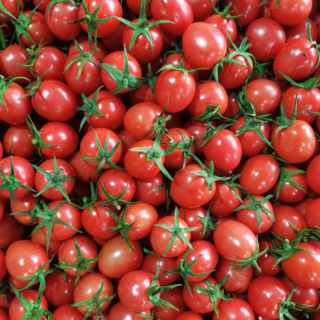 寿光圣女果小番茄代办 王