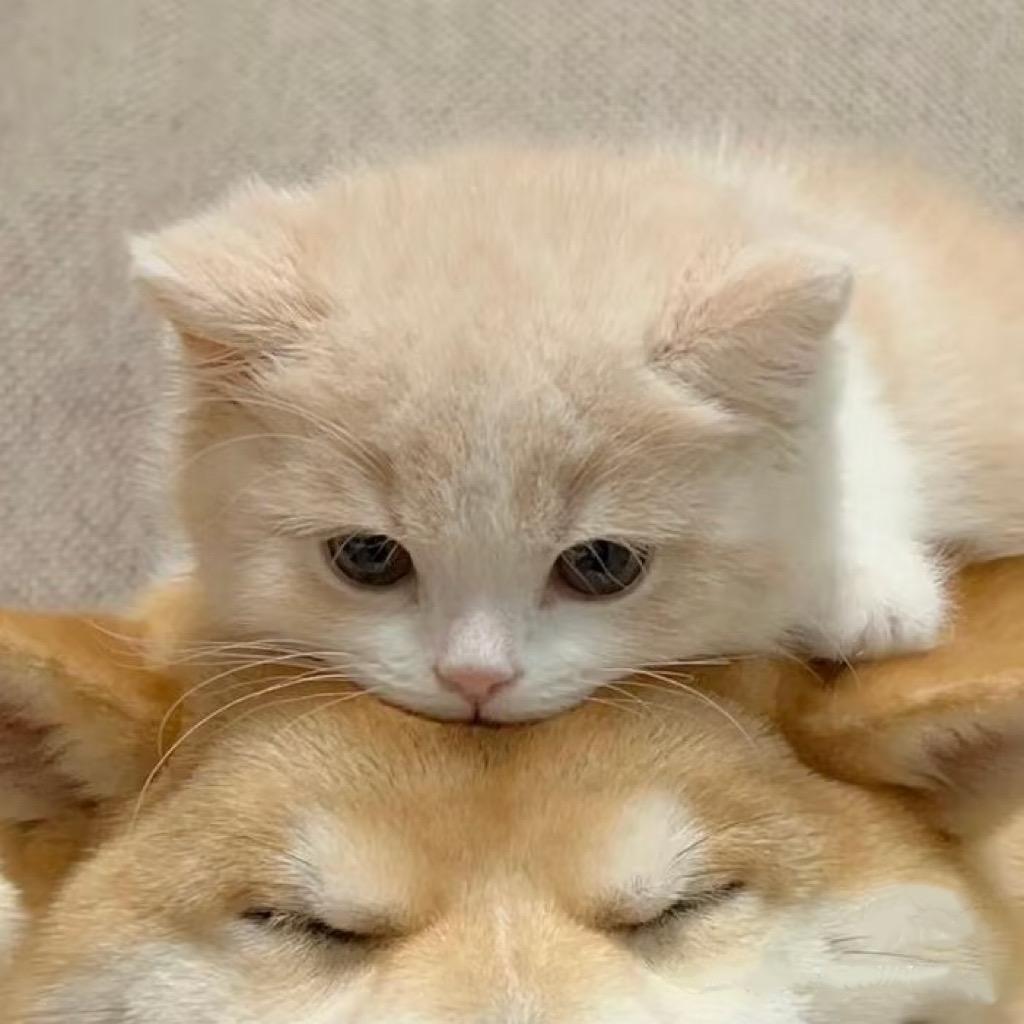 @是个困包ˡᵃʕ̯•͡˔•̯᷅