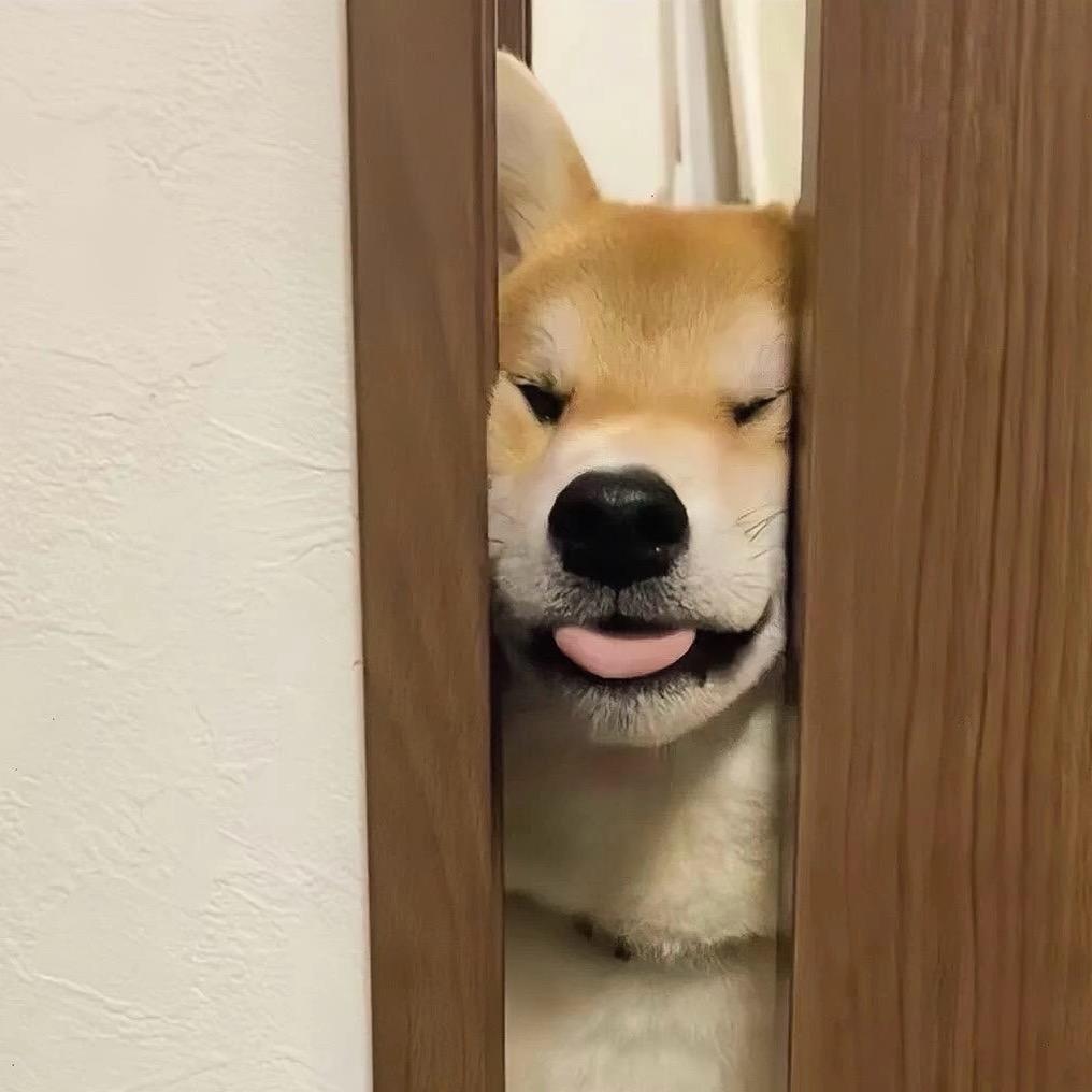 羊羔🐑