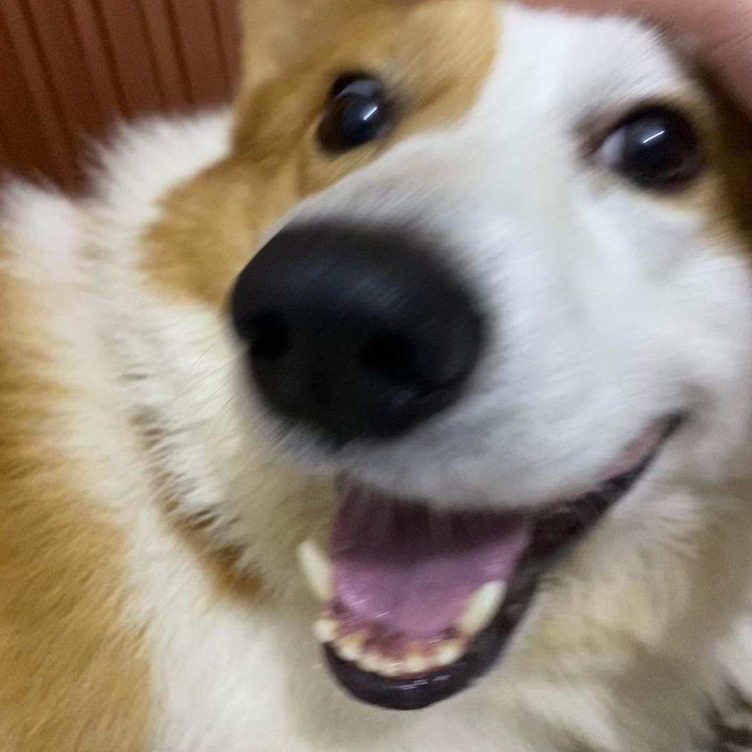 小尾巴