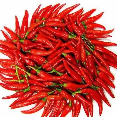 小辣椒