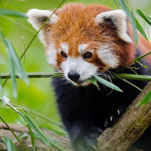 萌宠乐园（个体工商户）