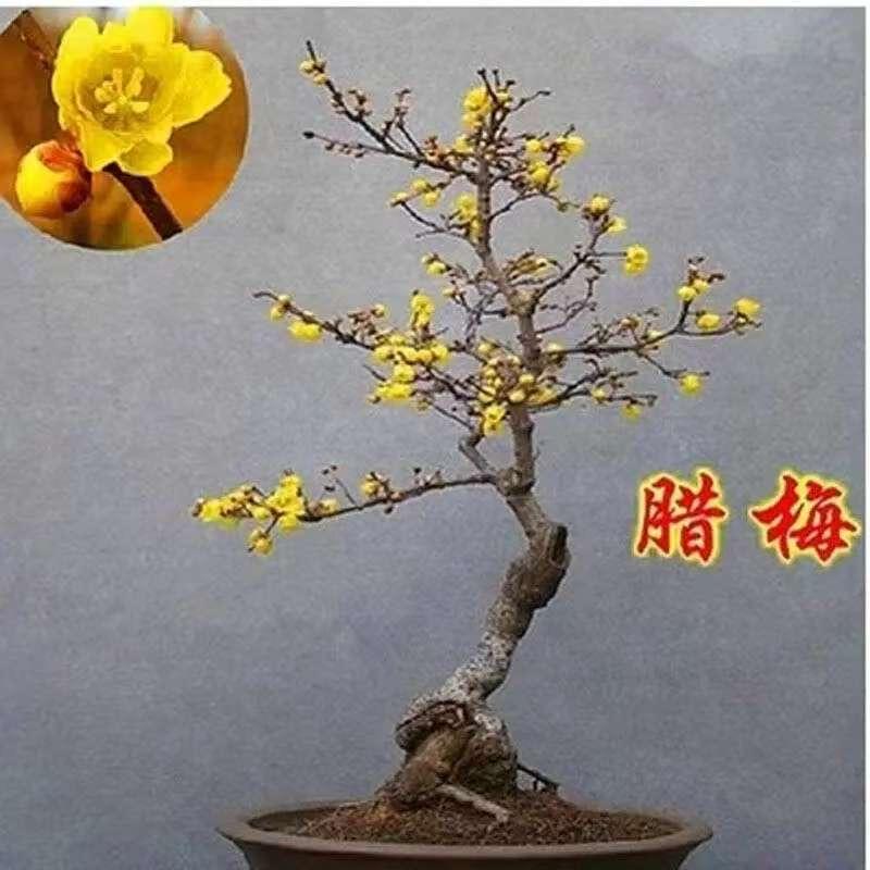 锦怡苗木销售