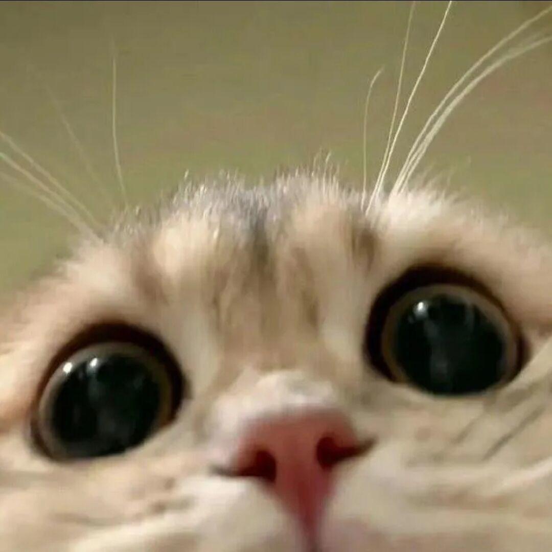 一只猫醒醒
