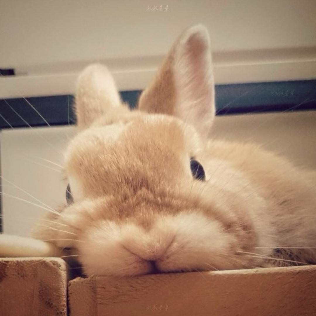 一碗奶油🐾
