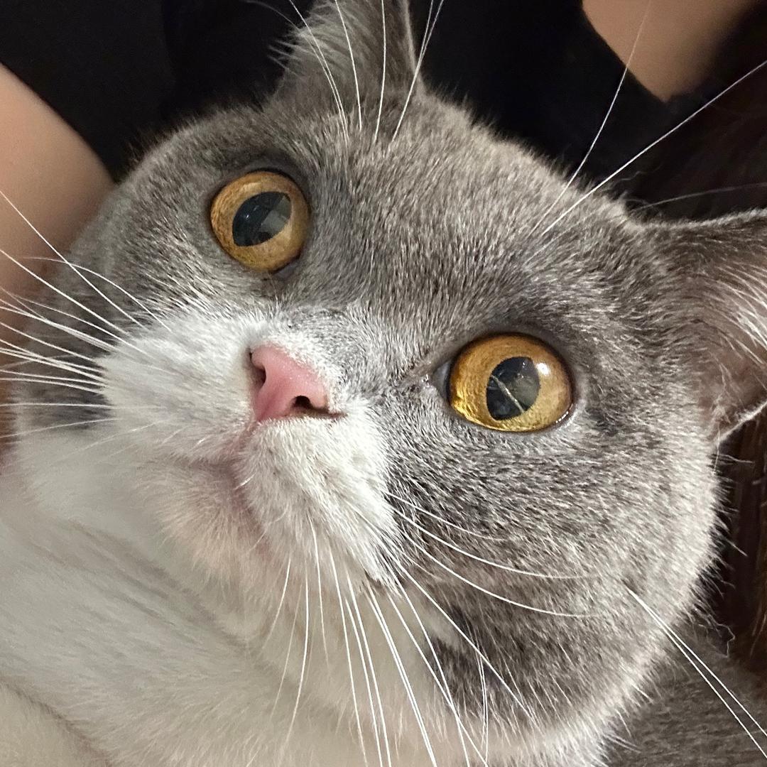 胖胖元宝