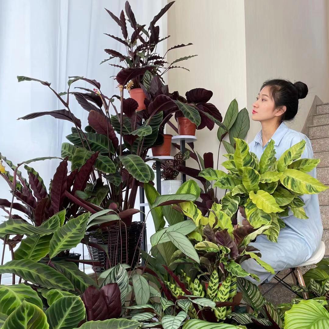 植趣蝴蝶兰