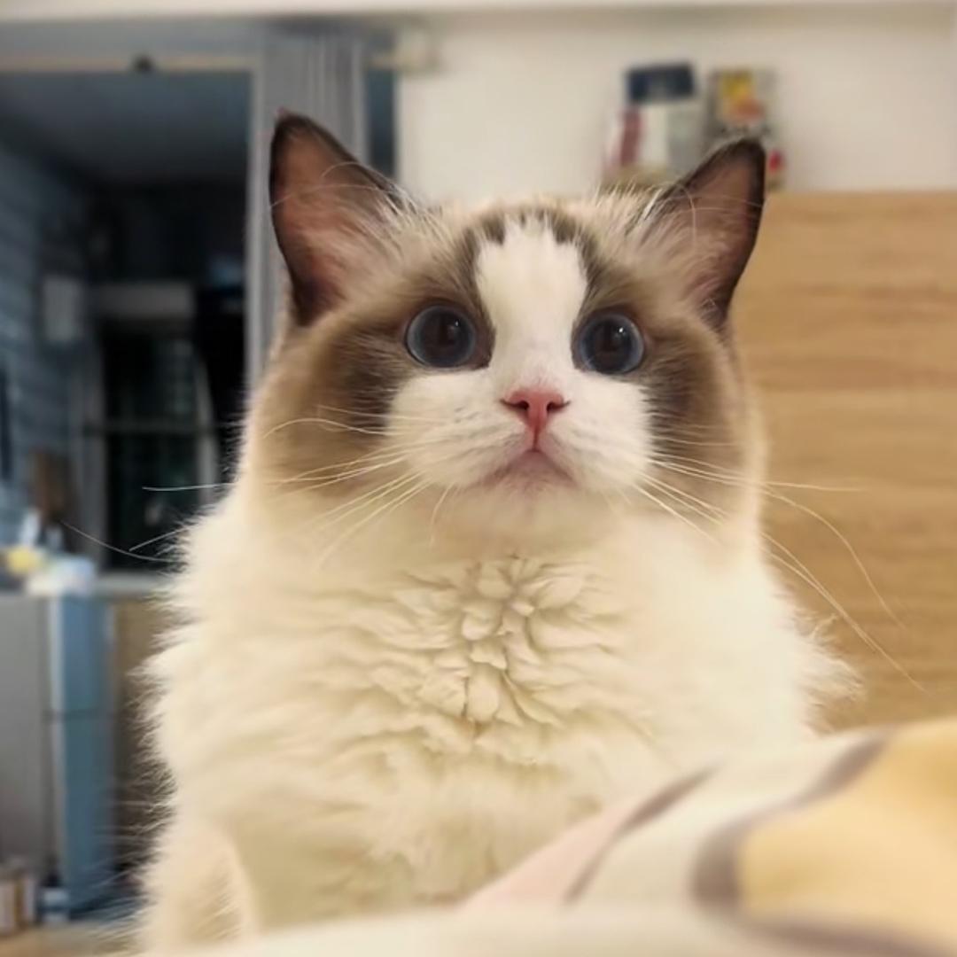 小猫（🐈）