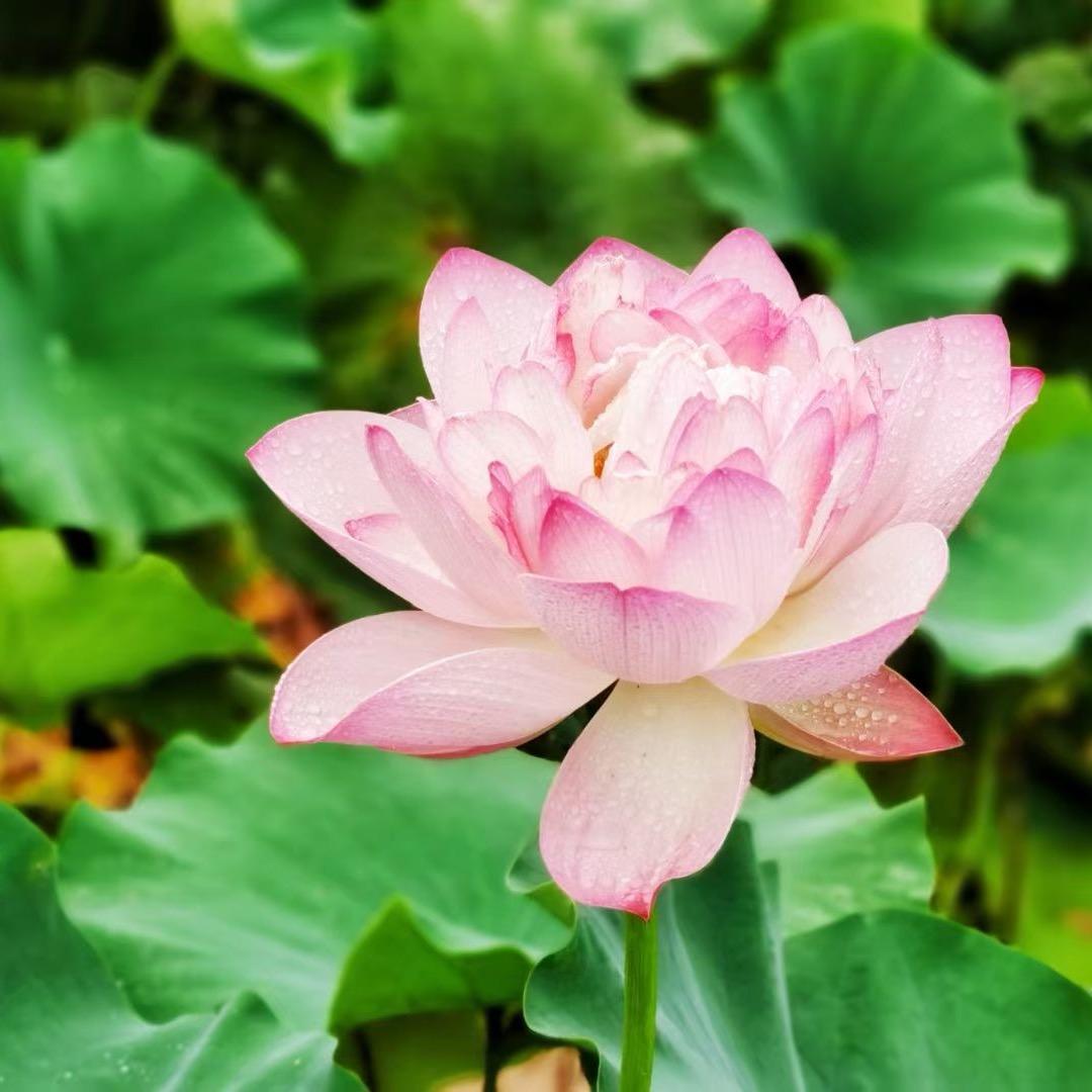 醴圐