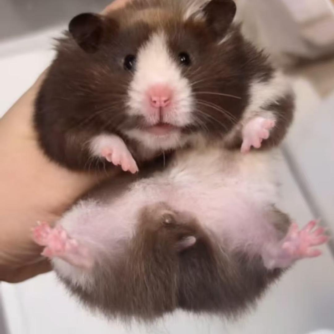 欣欣的熊仔（出熊）