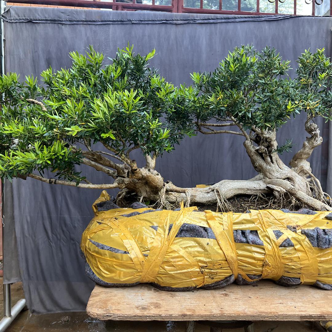 罗平县亿龙盆景种植基地