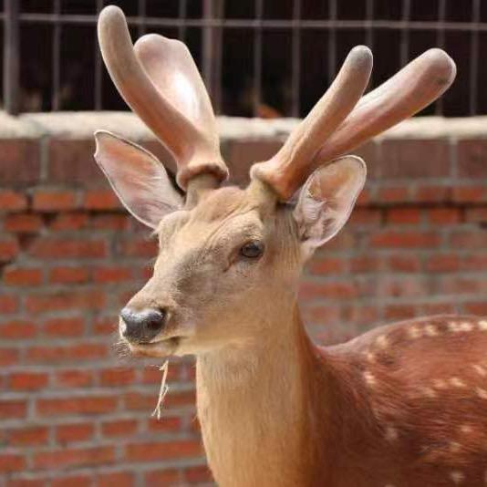 瑞琪鹿业滋补专营店一铺