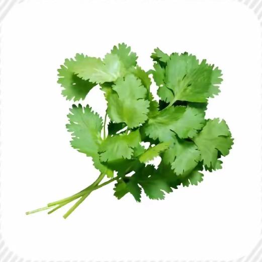 讨厌吃香菜