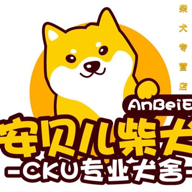 深圳柴犬犬舍Anbeier