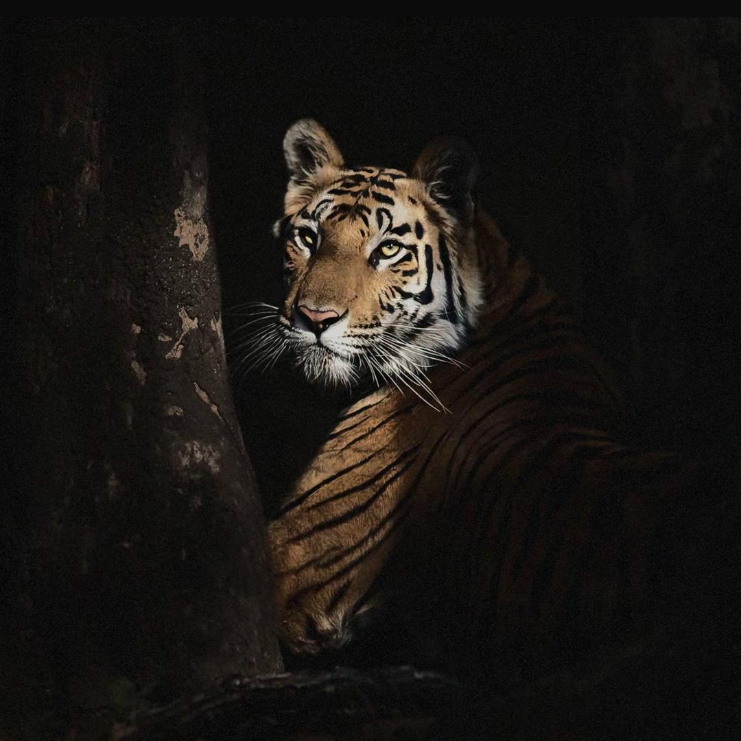 小老虎🐯🌈