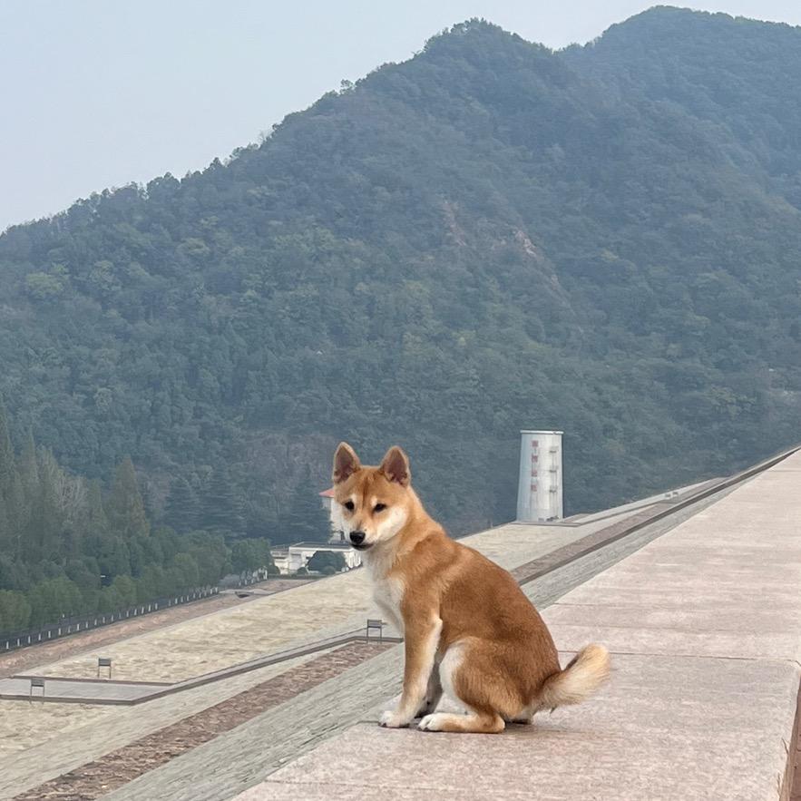 聪明狗狗小薯片