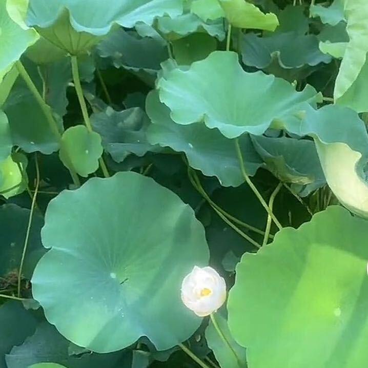 心情如初