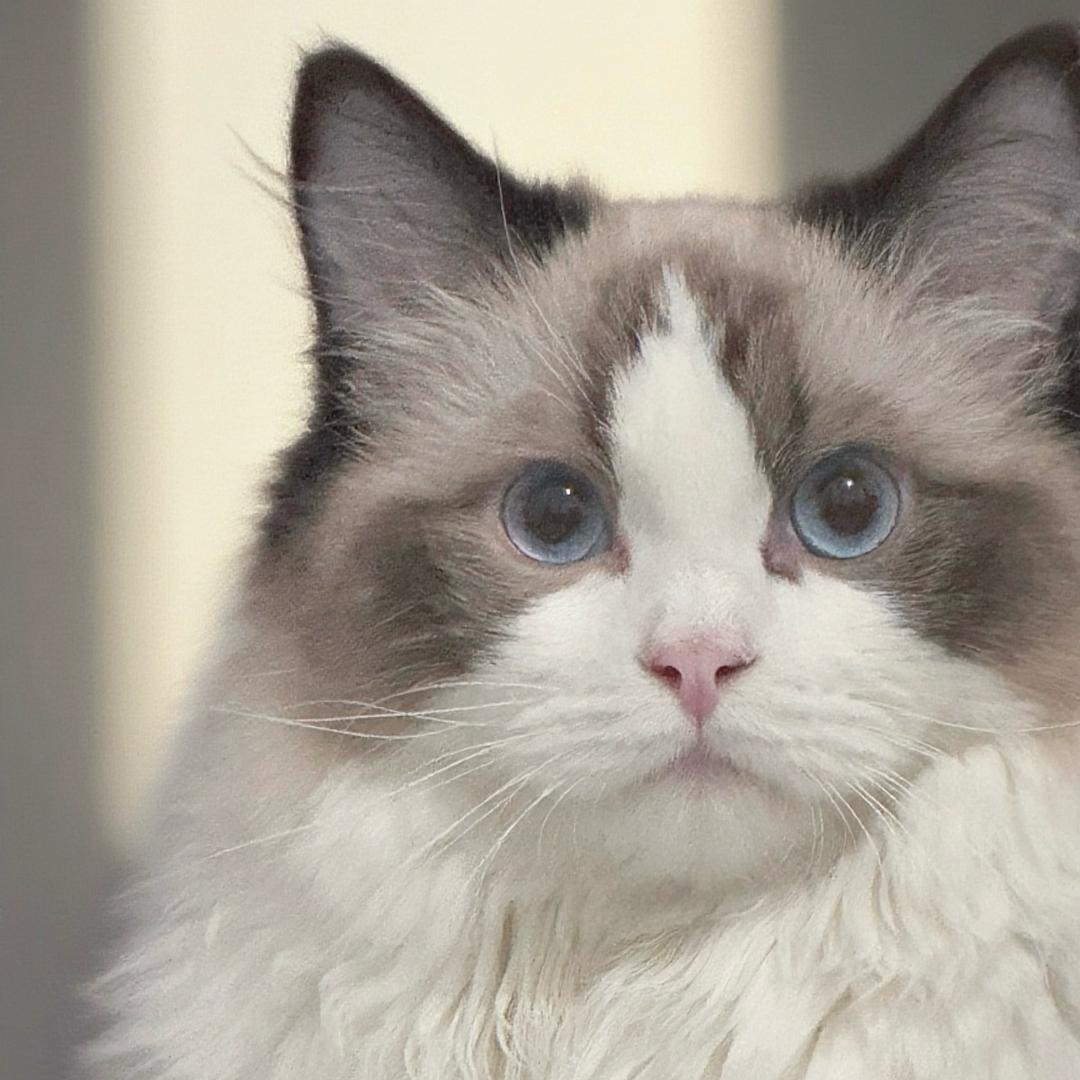 ｍｅｎｇｄｅｅｒ🫛