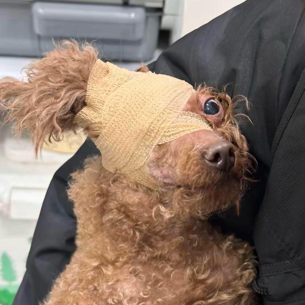 桂花 （三角洲行动）