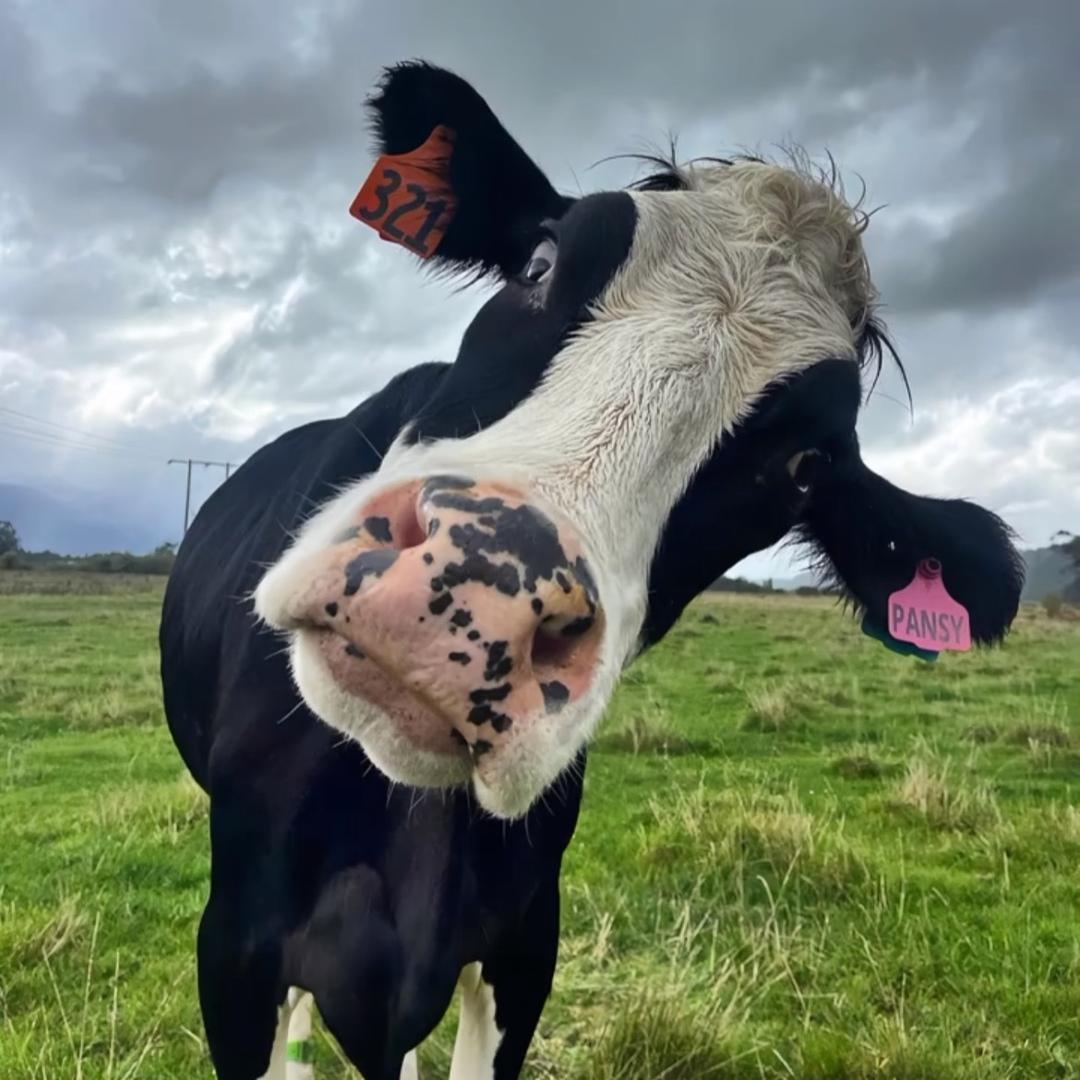 我姐说她想打麻将🀄️